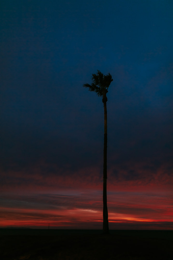 Tirage photo palmier la nuit